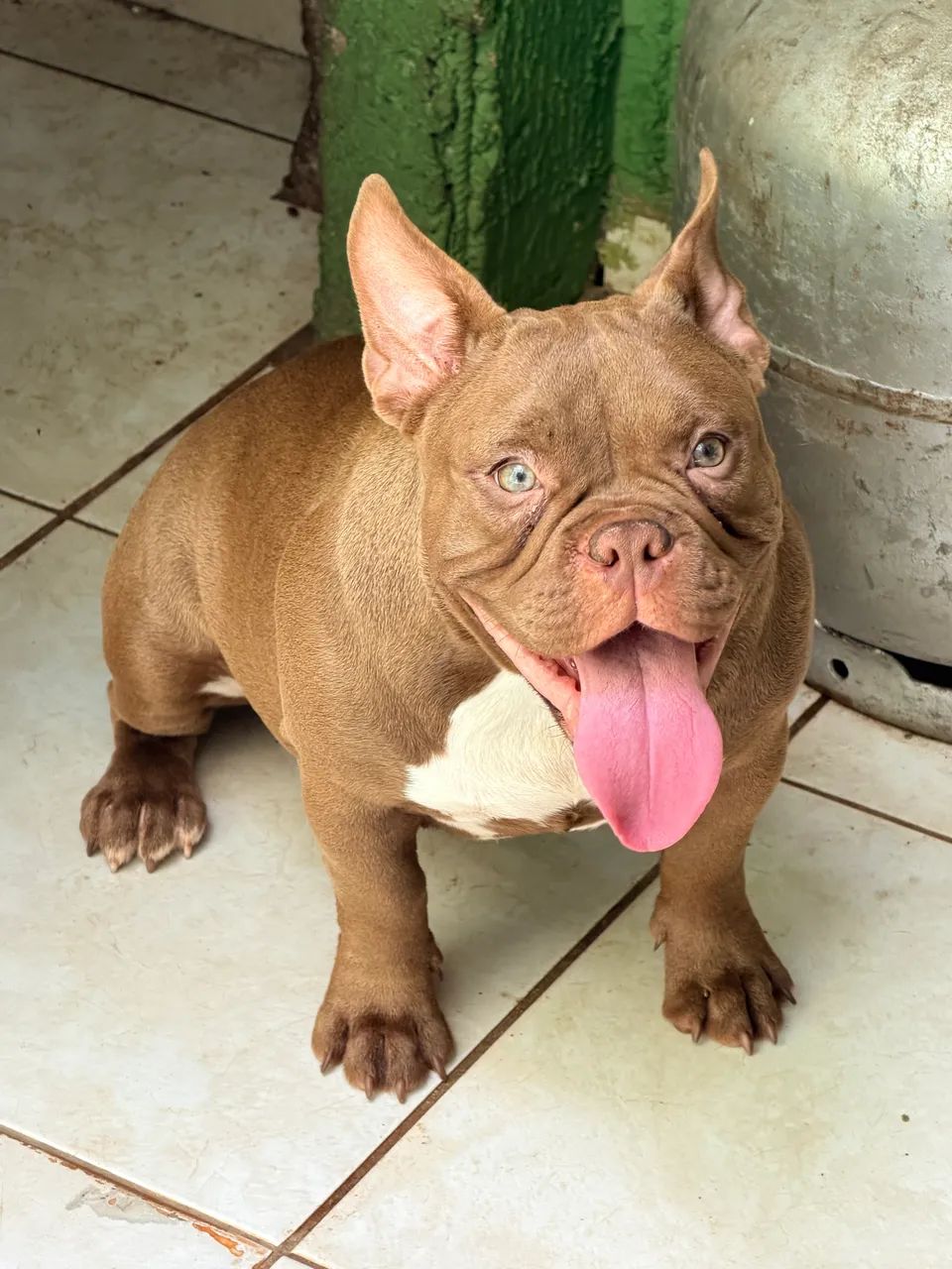 Filhotes de American Bully  - Foto 2