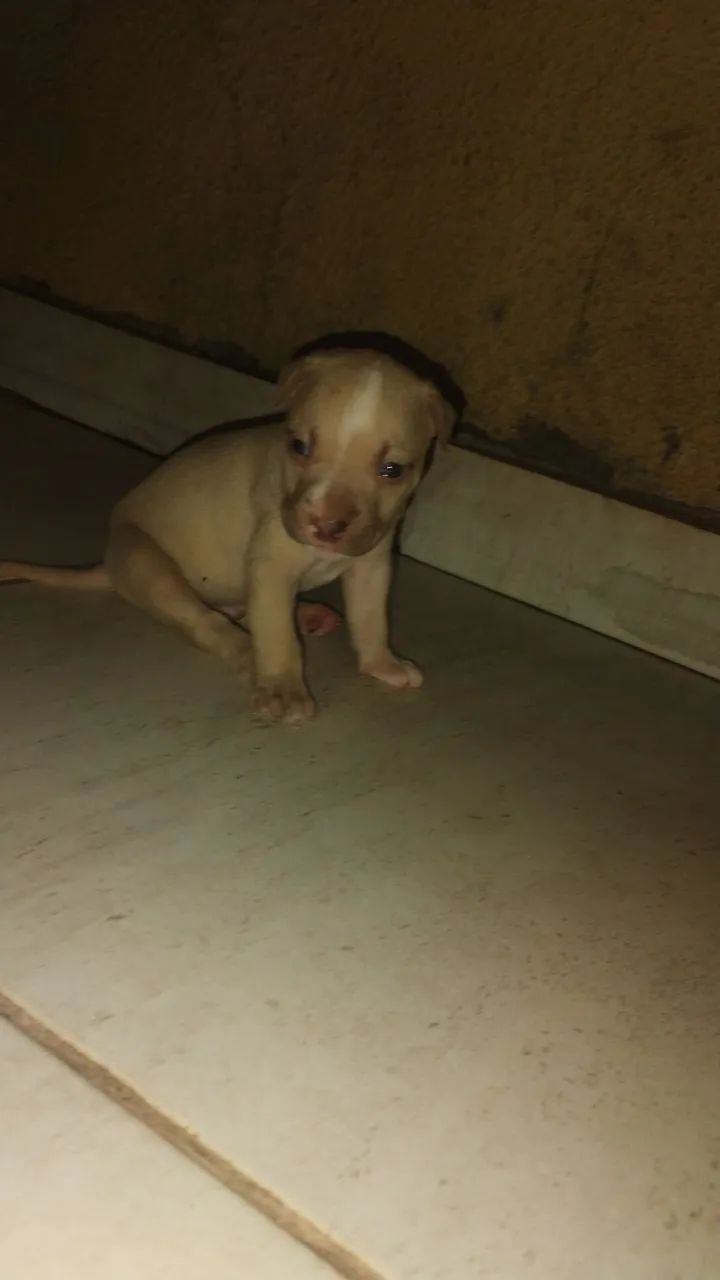 Pitbull filhote