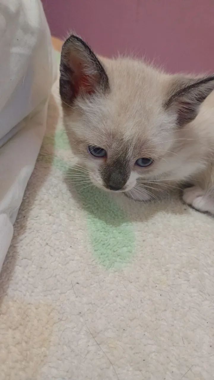 Doação de gatinhos - Foto 3