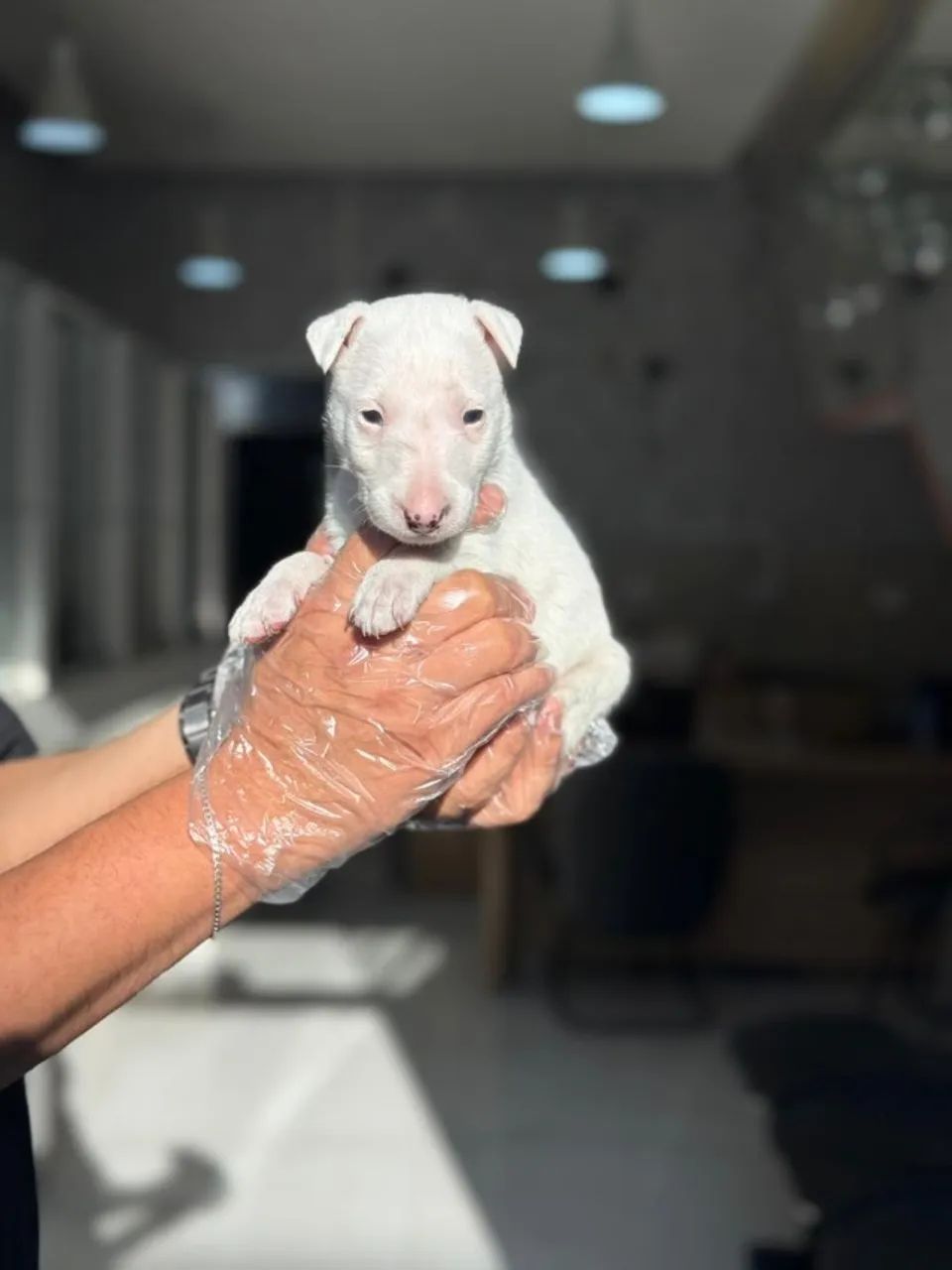 Bull terrier mini - Seu Companheiro Ideal Está Aqui - Foto 2