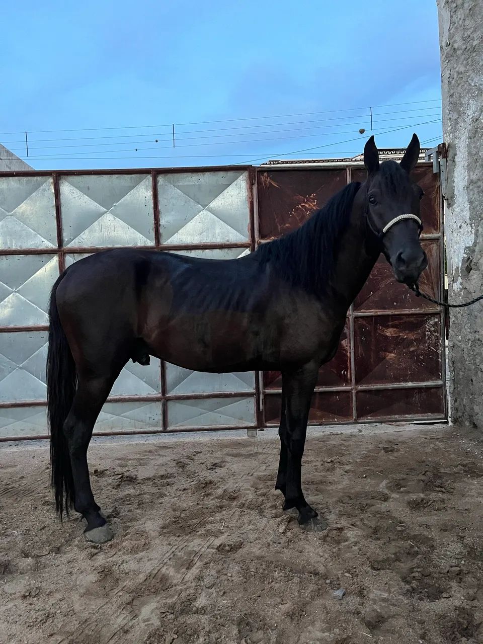 Cavalo - Foto 2