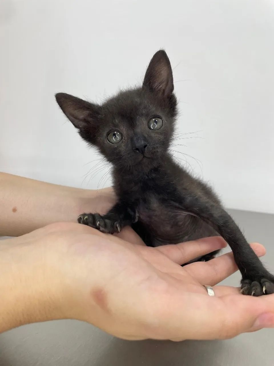 Filhotes de gatos - Foto 2