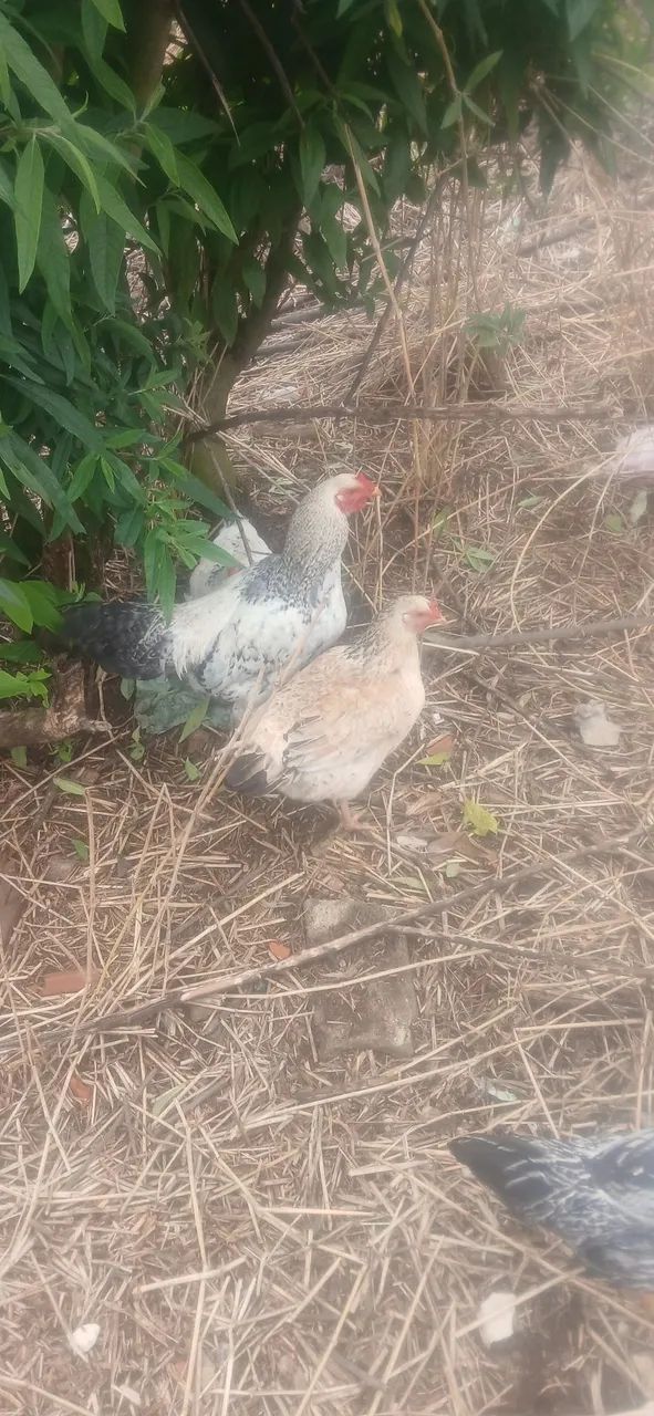 Galos e galinhas caipira 