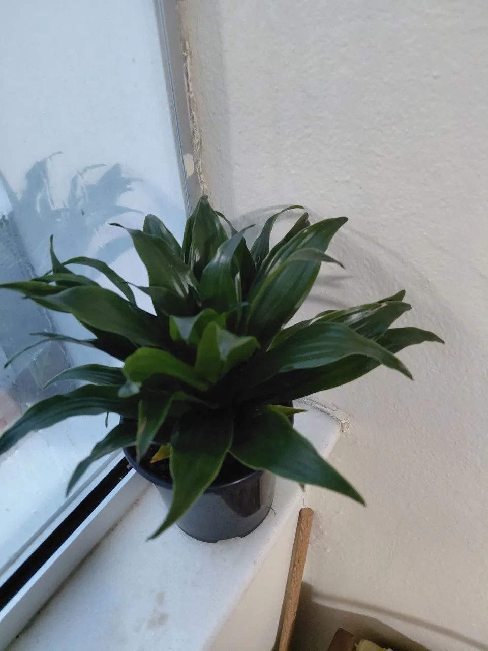 Planta Dracena compacta - Foto 3