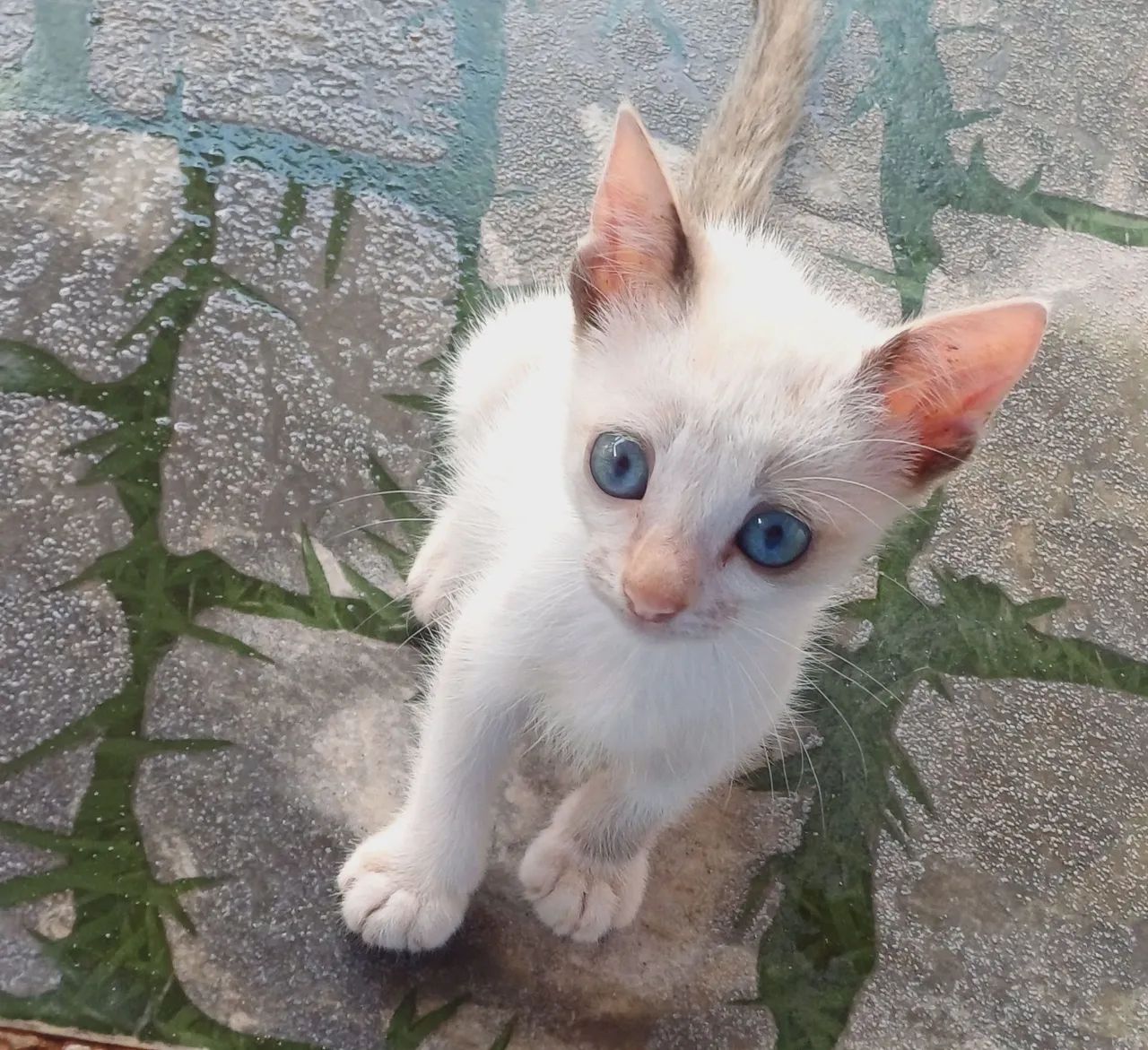 Doação de gatos faço entrega 