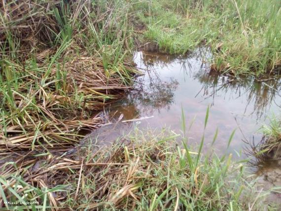 Sítio para Venda em Presidente Prudente, RANCHO QUARTO DE MILHA - Foto 2