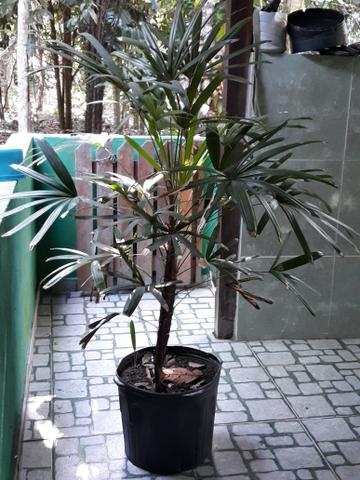 Raphis - Foto 2