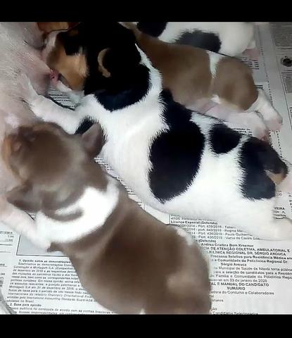 Terrier Brasileiro (Fox Paulistinha) alto padrão