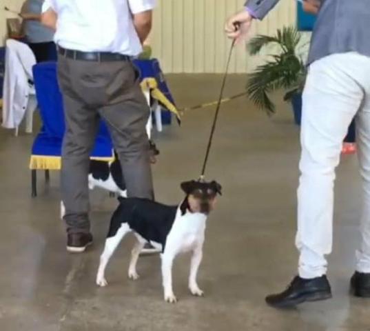 Terrier Brasileiro (Fox Paulistinha) alto padrão - Foto 3