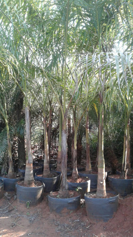 Ype grande- mudas eucalipto-Frutíferas produzindo -Montamos pomar chacará e fazenda-grama - Foto 5