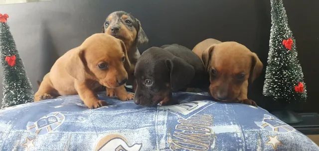 Dachshund (salsicha) - Foto 5