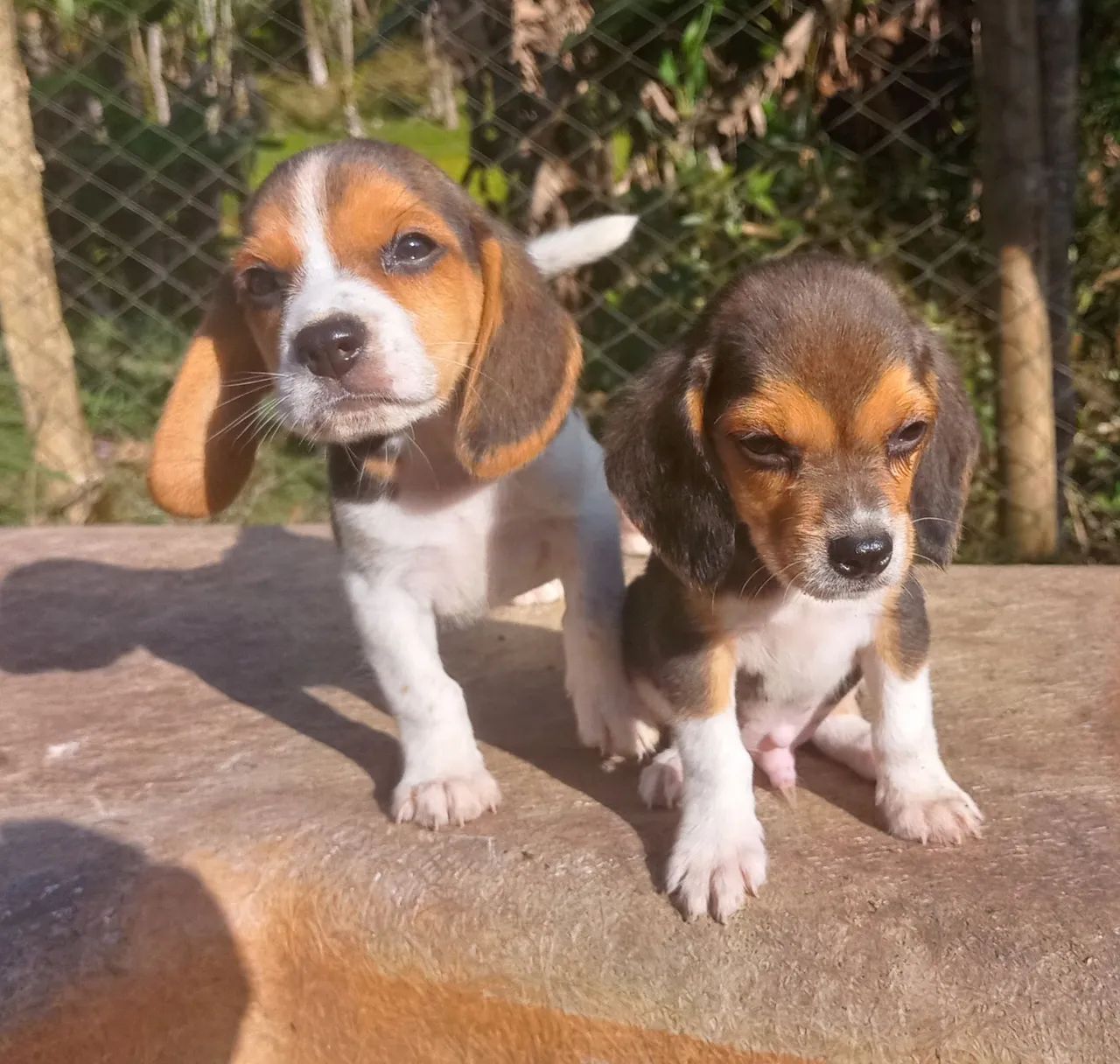 Beagle de ambos os sexos - Cachorros e acessórios - Rio Grande, São  Bernardo do Campo 1318598423 | OLX