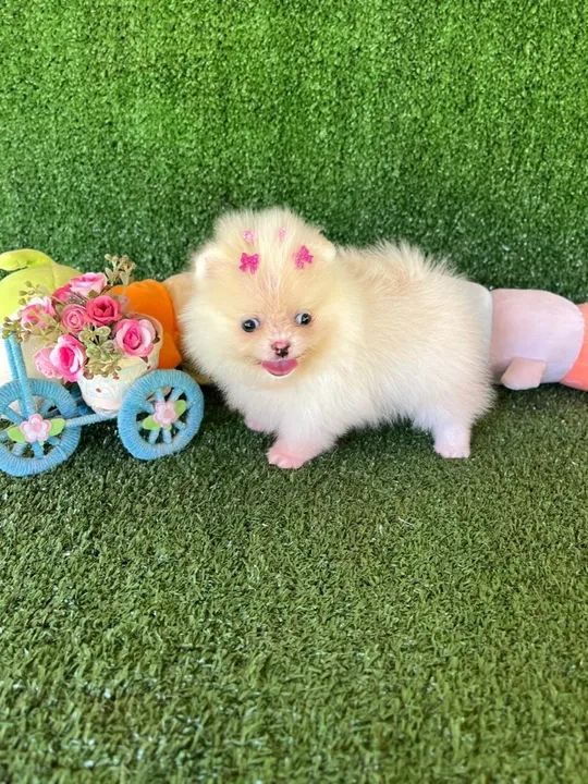 A mais linda Lulu da pomerania femea  - Foto 3
