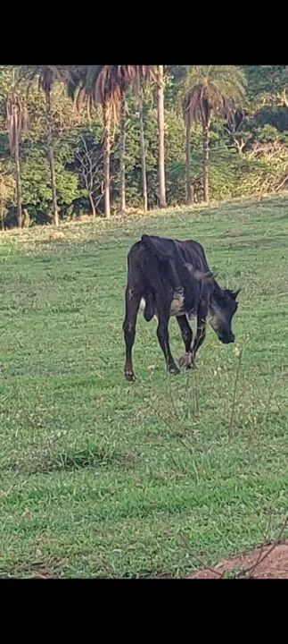 GADO LEITEIRO - Foto 4