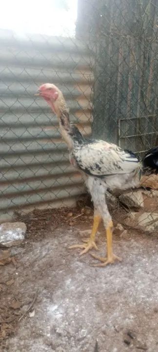 Frangos índio gigante  - Foto 6