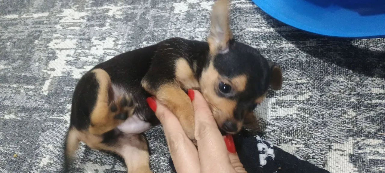 Filhote de Pinscher Número 1