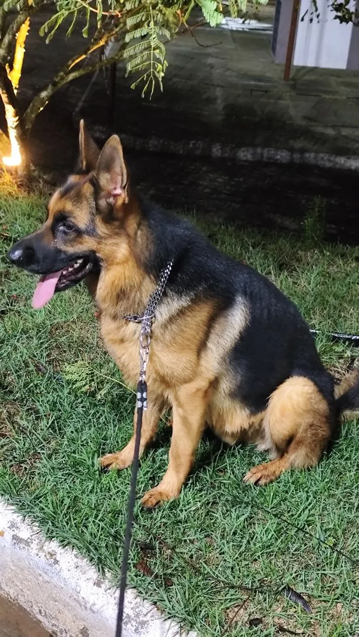 Pastor alemão com pedigree macho disponível para cruzar
