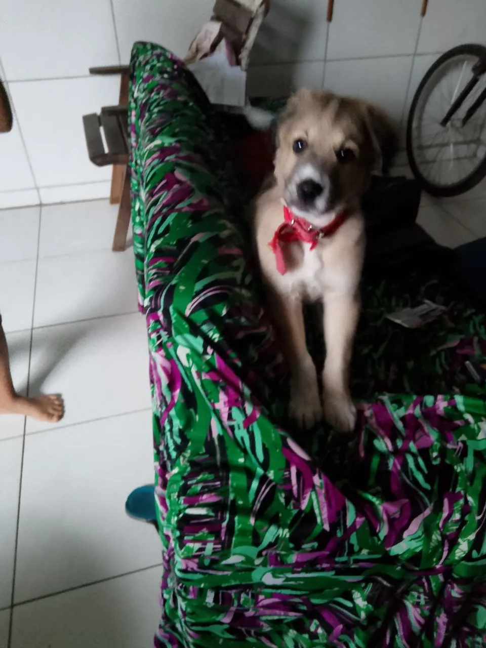Filhote de cachorro fofo para adoção