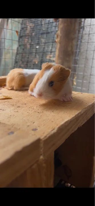 Porquinho da índia pelo longo Sheltie  - Foto 4