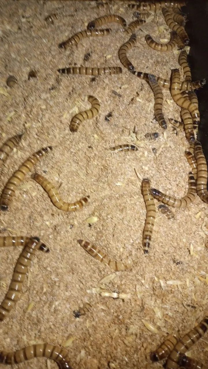 Larvas de Tenébrio Gigante - Ração para Animais - Foto 2
