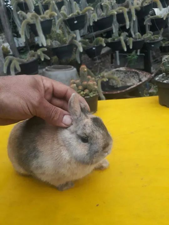 Coelho anão importado Harlequim 