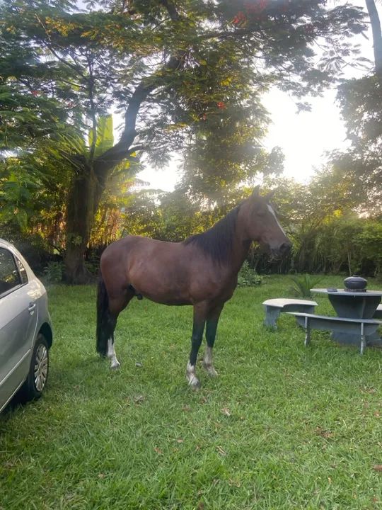 Cavalo para venda - Foto 3