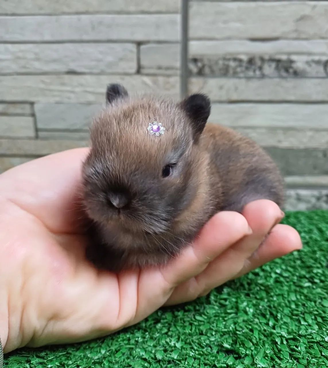 Netherland Dwarf  *coelho anão* linhagem Importada  - Foto 2