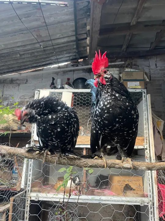 Pintinhos Belgian mottled ( poucas unidades)  - Foto 4