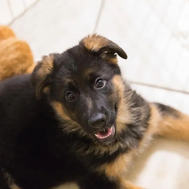 Filhotes de Pastor Alemão | Ele vai tocar seu coração de um jeito único.