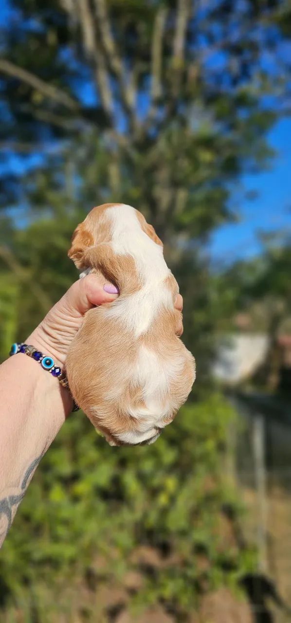 Bonequinha de Luxo - Cavalier - Foto 5