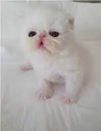 Filhotes gato persa lindos  - Foto 3