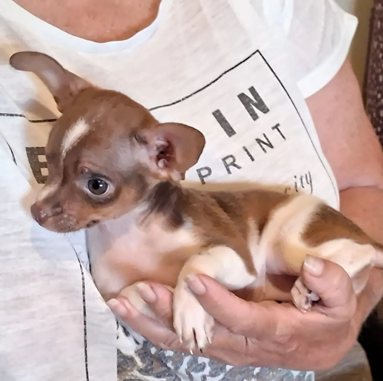 Pinscher Miniatura Fêmea Zero Zero Muito Pequena Leia O Anúncio  - Foto 4