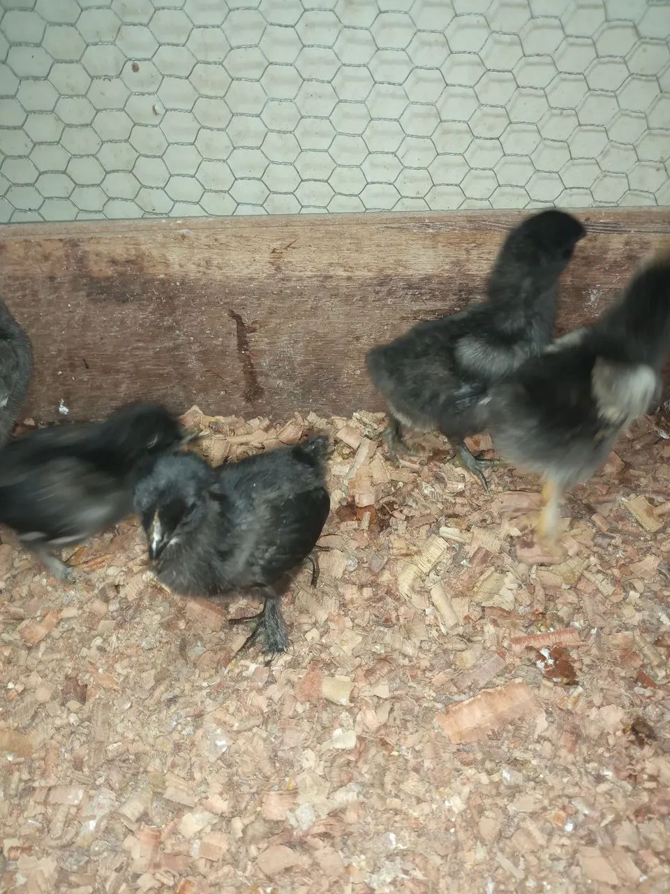 Vendo pintos brama  - Foto 2