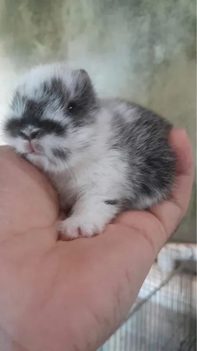 Anao netherland  - Foto 2