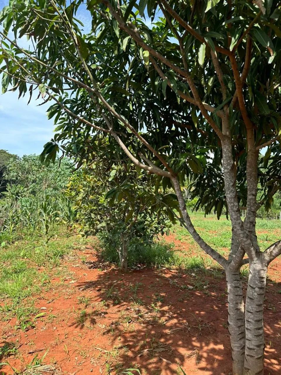 Foto - Goiânia - 