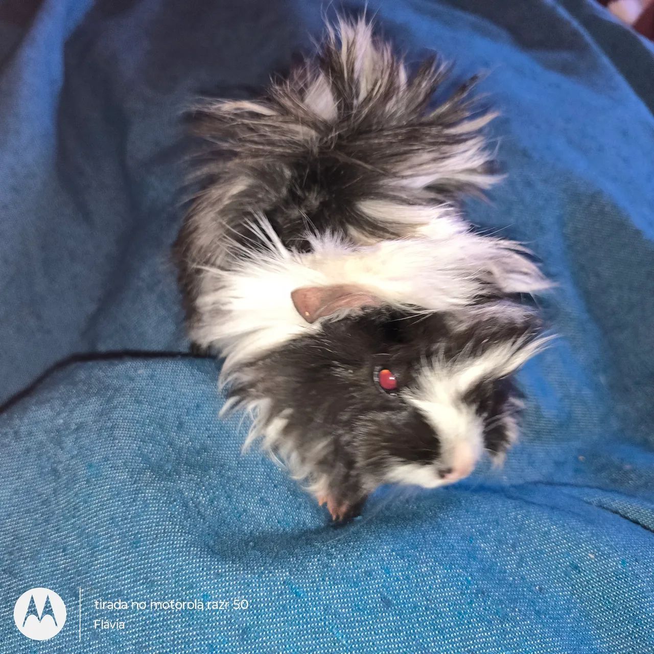 Vendo machinho porquinho da índia peruano  - Foto 5