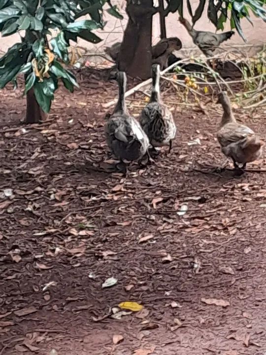 Marreco coll a venda - Foto 3