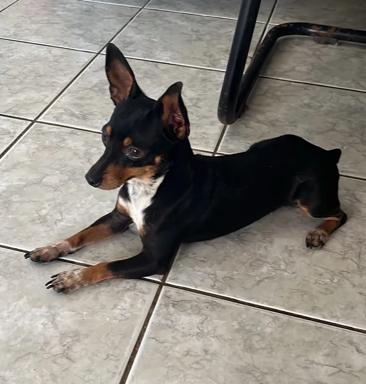 Pinscher 