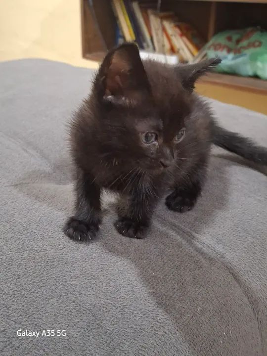 gata fêmea, 1 mês e meio - Foto 2