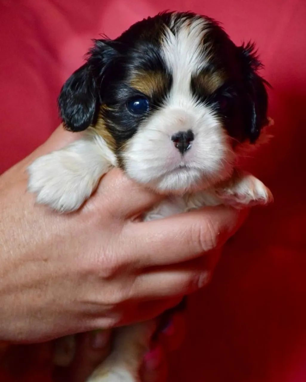 Cavalier King Charles Spaniel  - Foto 3