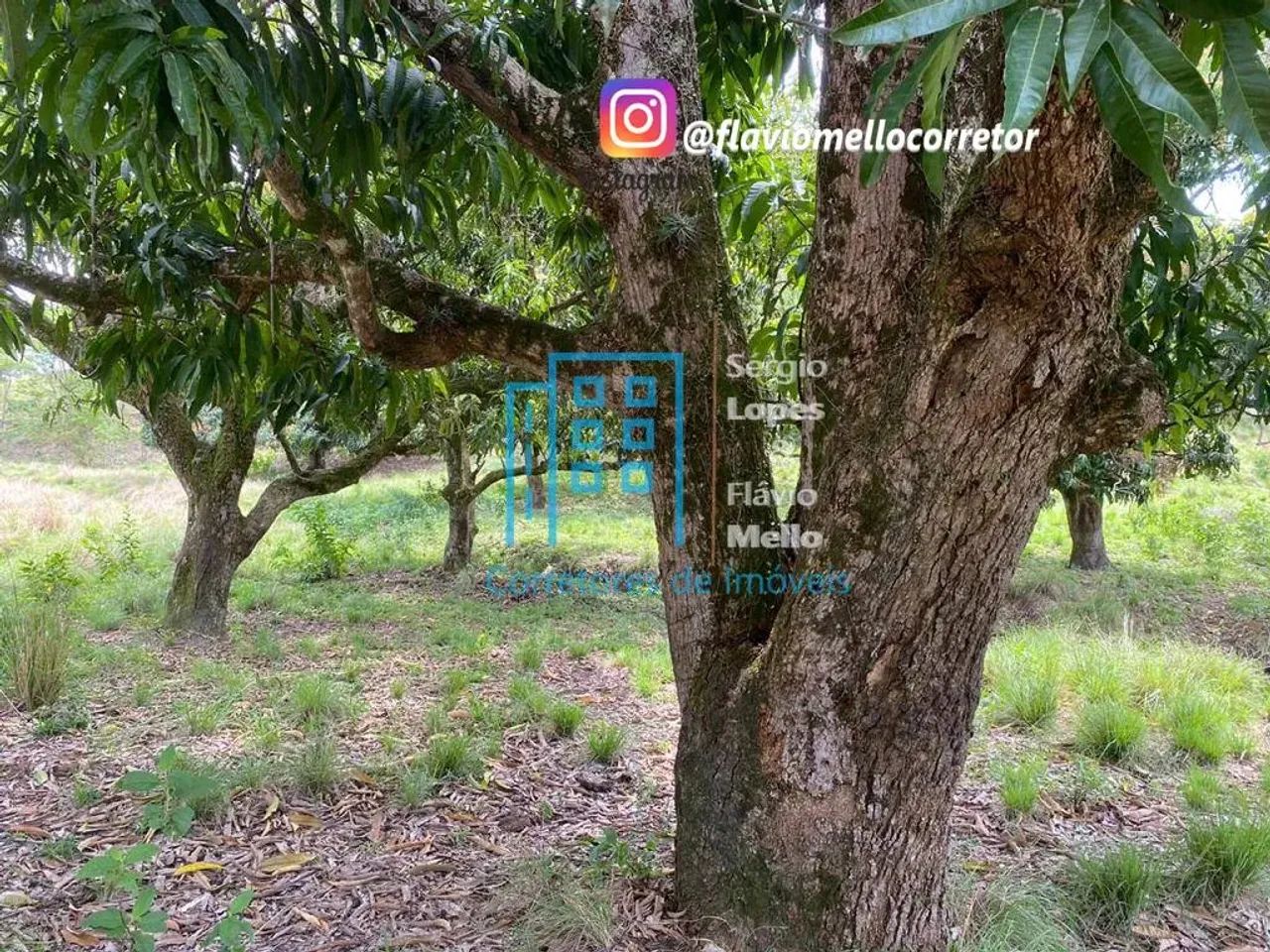 Área 25,000m² em Itaboraí !! para montar seu sitio  Cod(115IV) - Foto 15