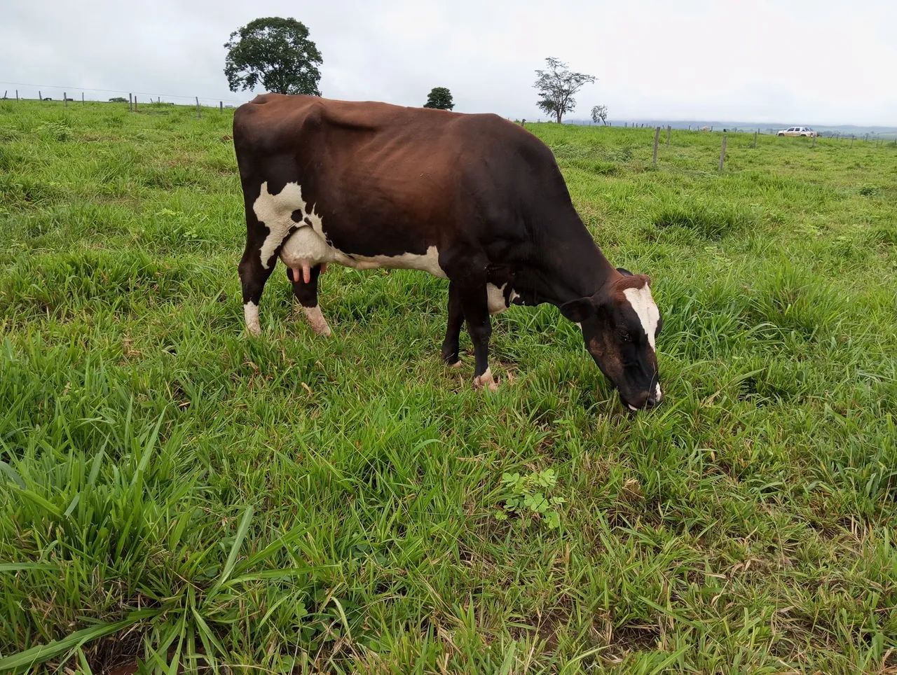 Vacas e Novilhas de leite - Passo Cartão  - Foto 2