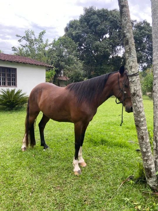 Cavalo para venda - Foto 4
