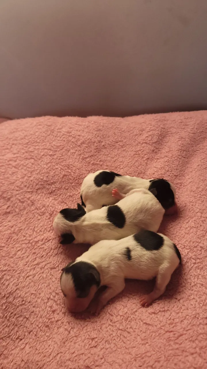 Pinscher duas fêmeas e um machinho