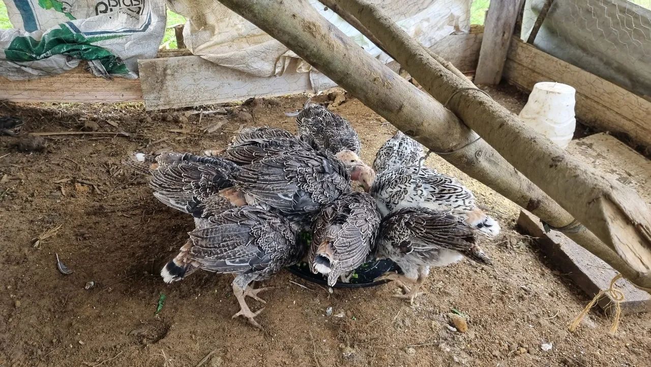 Peru - filhotes - 160 o casal - Foto 3