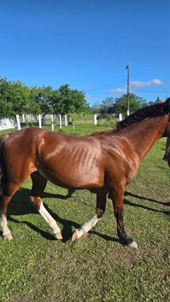 Venda de cavalo White 2 / Olhos salgo  - Foto 4