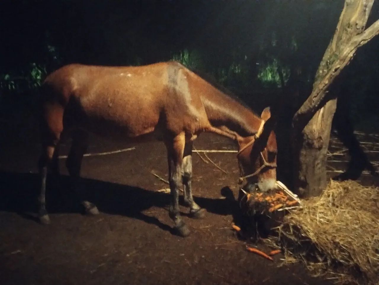 Mula pra venda - Foto 3