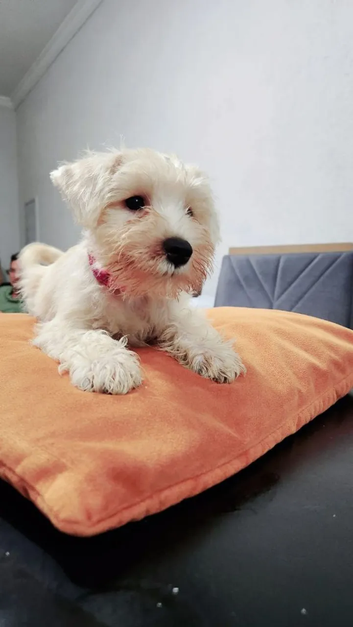 Filhotes de Schnauzer