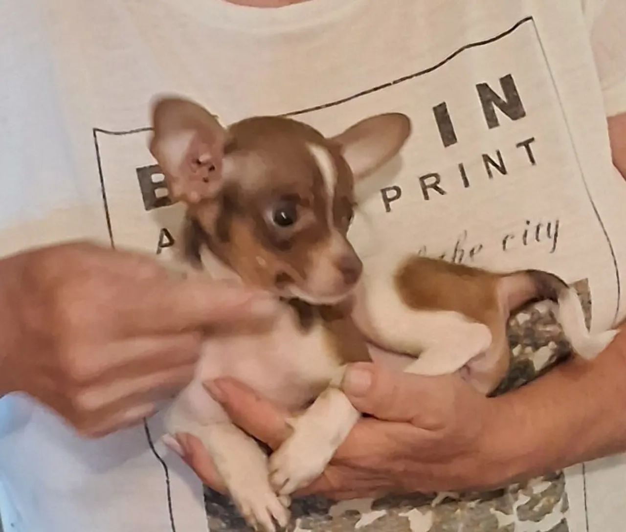 Pinscher Miniatura Fêmea Zero Zero Muito Pequena Leia O Anúncio  - Foto 5