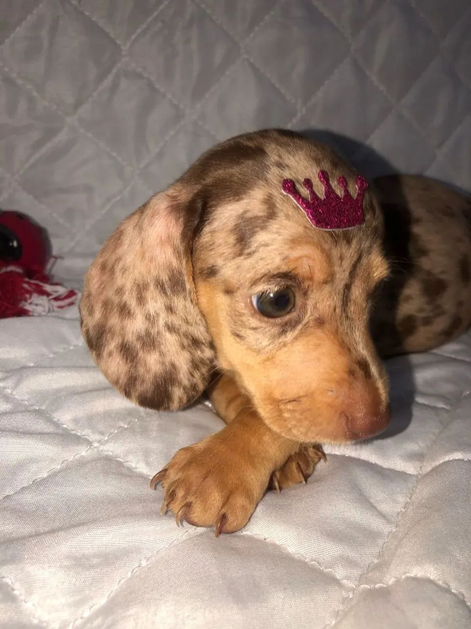 Filhote de Teckel Dachshund,Cofap,Basset, salsicha  - Foto 2